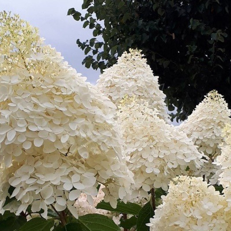 Hydrangea paniculata ‘Phantom’ - Óriás bugás hortenzia