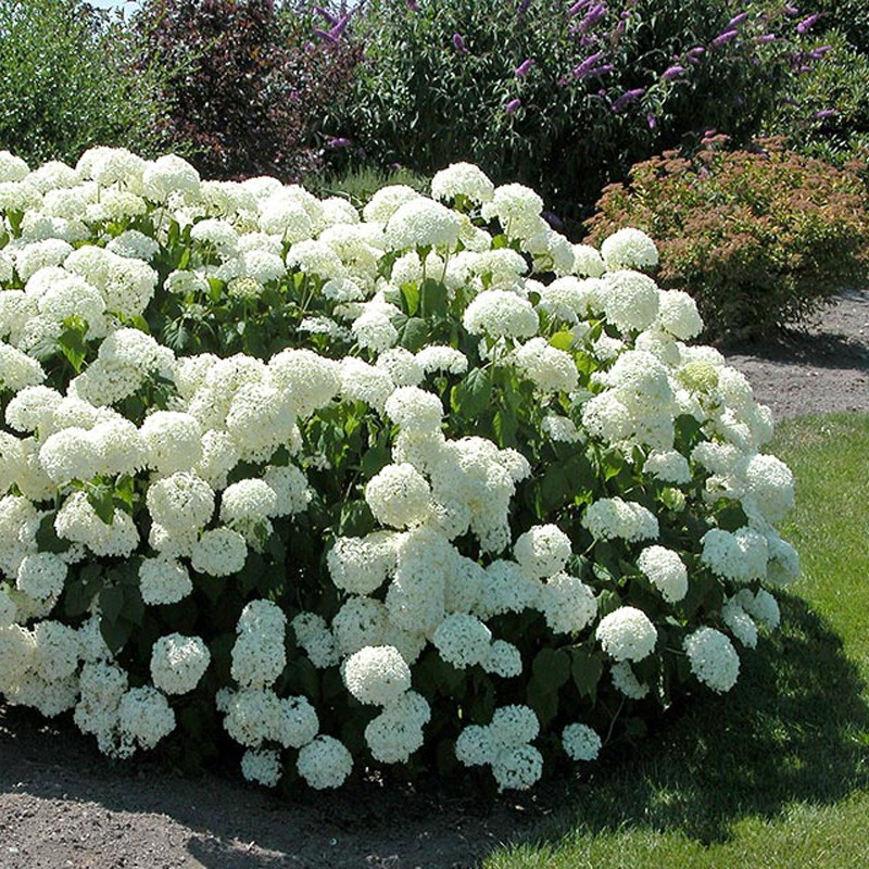 Hydrangea arborescens 'Annabelle' – Cserjés hortenzia