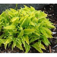 Hosta ‘Lemon’ - Árnyliliom