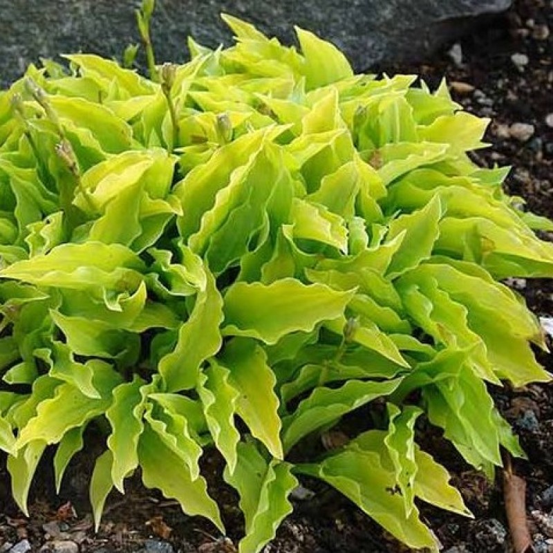 Hosta ‘Lemon’ - Árnyliliom
