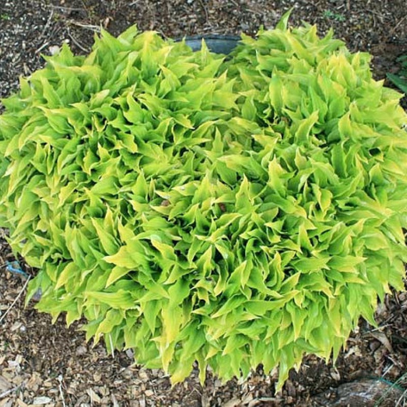 Hosta ‘Lemon’ - Árnyliliom