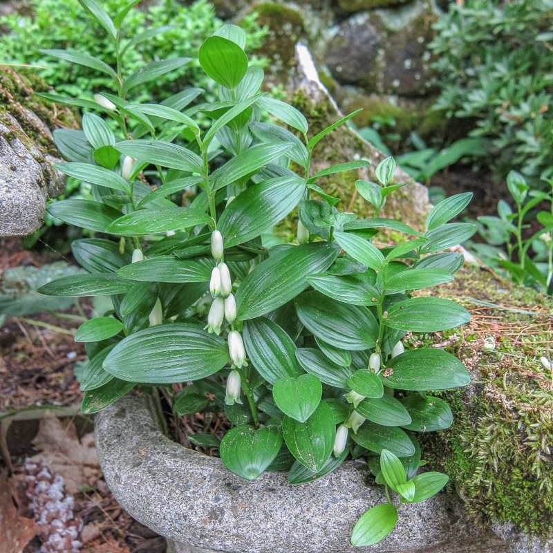 Polygonatum humile – törpe salamonpecsét