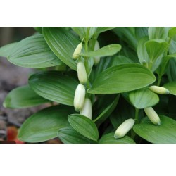 Polygonatum humile – törpe salamonpecsét