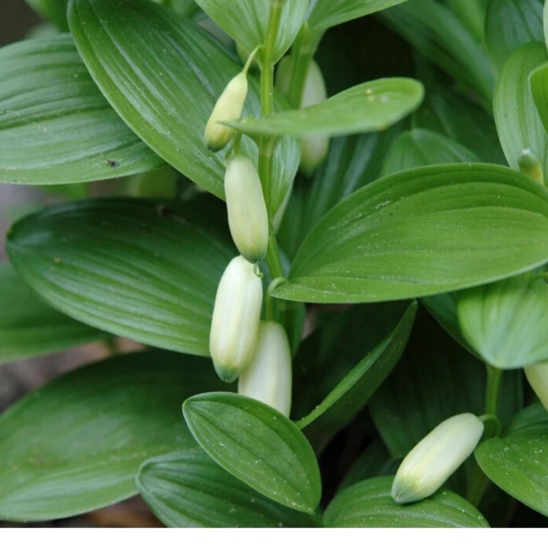 Polygonatum humile – törpe salamonpecsét