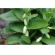 Polygonatum humile – törpe salamonpecsét