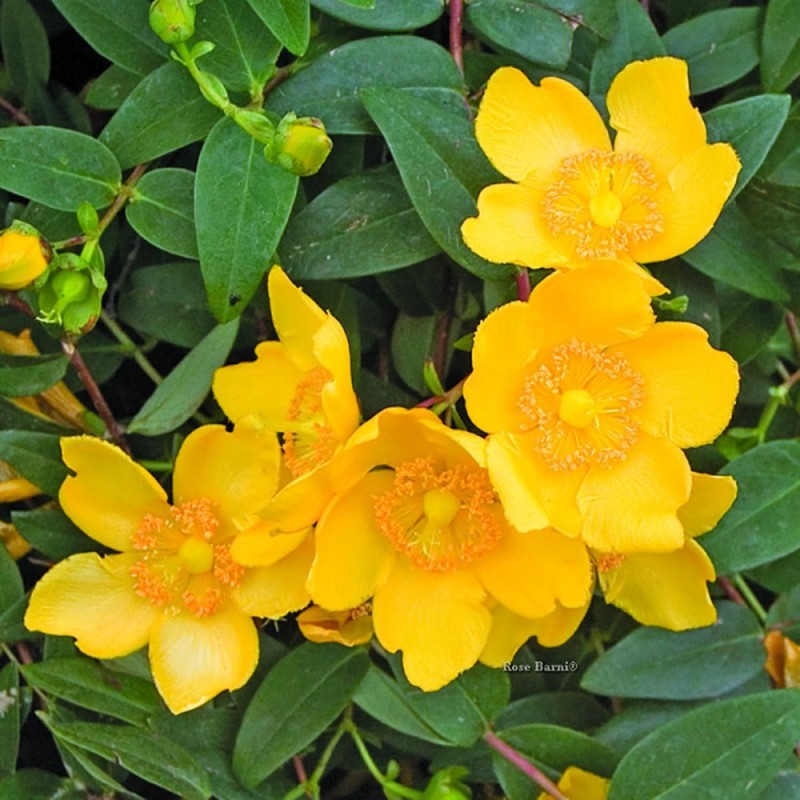 Hypericum ‘Hidcote’ - Nagyvirágú orbáncfű
