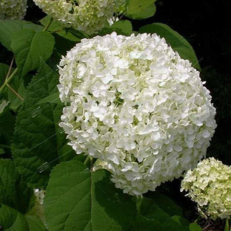 Hydrangea arborescens 'Annabelle' – Cserjés hortenzia