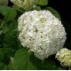 Hydrangea arborescens 'Annabelle' – Cserjés hortenzia