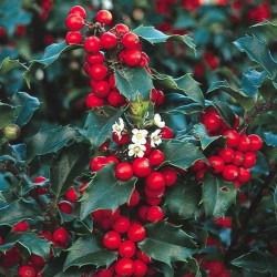 Ilex meservae ‘Blue Prince’ – örökzöld magyal