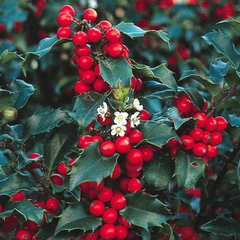 Ilex meservae ‘Blue Prince’ – örökzöld magyal