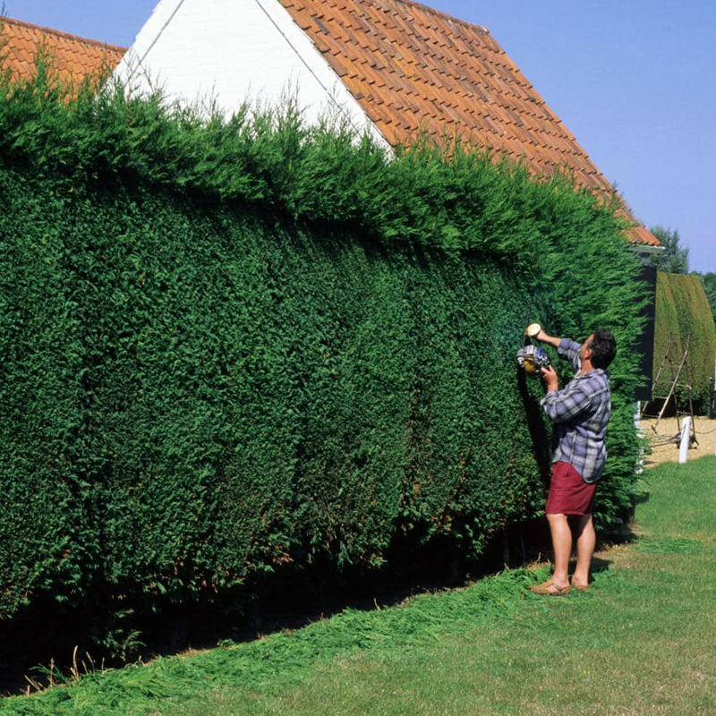 Leylandii Ciprus 60-80 cm (Cupressocyparis Leylandii)