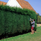 Leylandii Ciprus 60-80 cm (Cupressocyparis Leylandii)