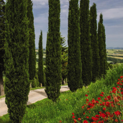 Cupressus Sempervirens  - Toszkán Ciprus C2,7