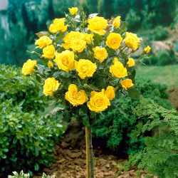 Golden Perfum Magastörzsű rózsa