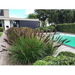 Pennisetum alopecuroides 'Black Beauty' - Fekete tollborzfű
