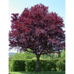 Prunus cerasifera 'Woody' ( Vérszilva)