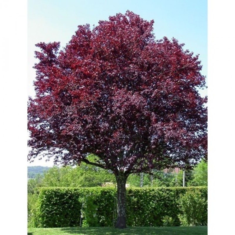 Prunus cerasifera 'Woody' ( Vérszilva)
