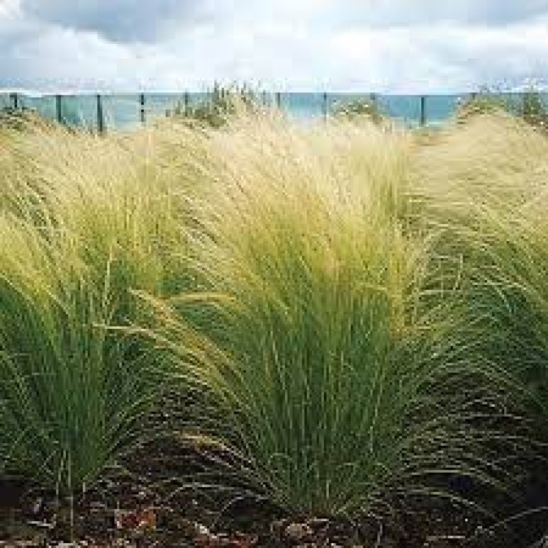 Stipa tenuissima "Pony Tail"- árvalányhaj