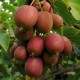 KIWI Ken's Red (Actinidia arguta Ken's Red)