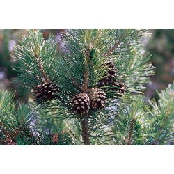  Erdei fenyő40-50cm (Pinus Sylvestris)