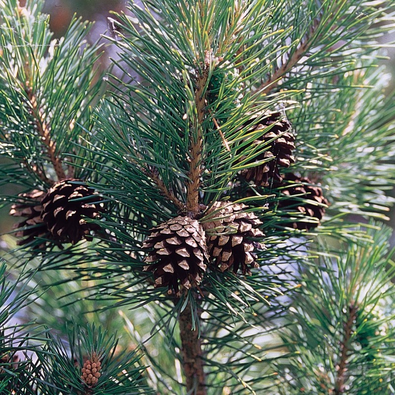  Erdei fenyő40-50cm (Pinus Sylvestris)