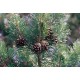  Erdei fenyő40-50cm (Pinus Sylvestris)