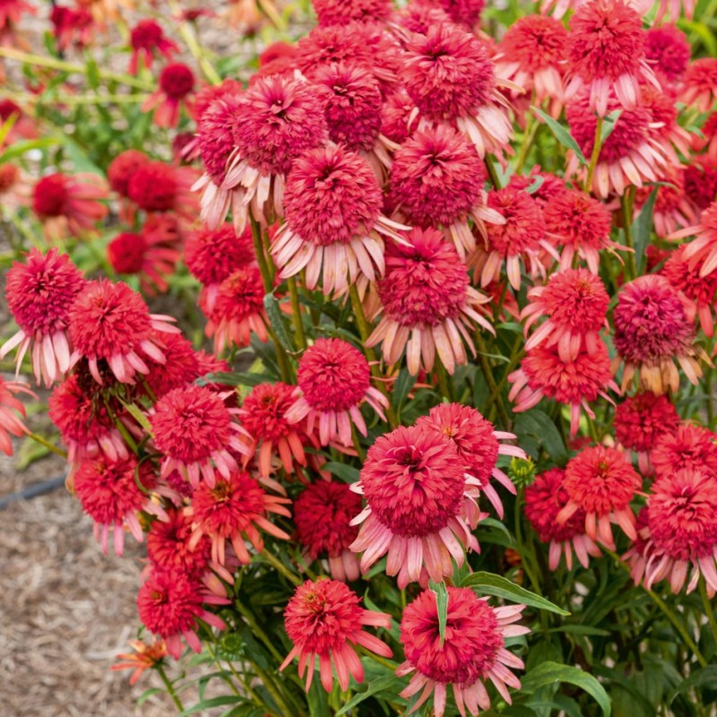 Echinacea ‘Irresistible’ - Kasvirág