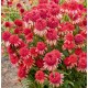 Echinacea ‘Irresistible’ - Kasvirág