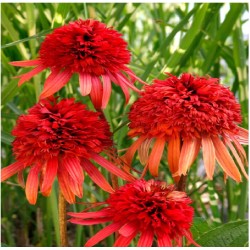 Echinacea ‘Irresistible’ - Kasvirág