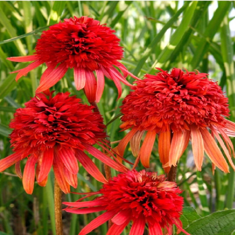 Echinacea ‘Irresistible’ - Kasvirág