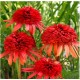 Echinacea ‘Irresistible’ - Kasvirág