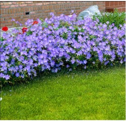 Geranium ‘Johnson’s Blue’ - Gólyaorr