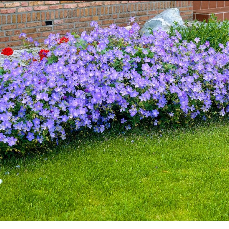 Geranium ‘Johnson’s Blue’ - Gólyaorr