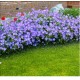 Geranium ‘Johnson’s Blue’ - Gólyaorr