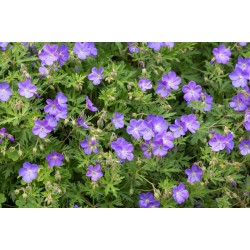 Geranium ‘Johnson’s Blue’ - Gólyaorr