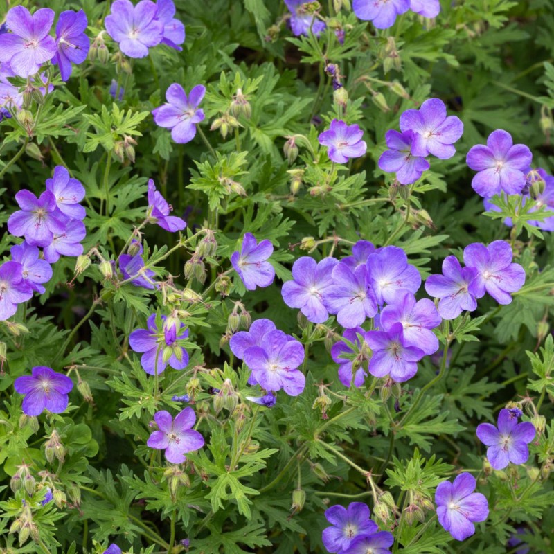 Geranium ‘Johnson’s Blue’ - Gólyaorr