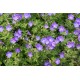 Geranium ‘Johnson’s Blue’ - Gólyaorr