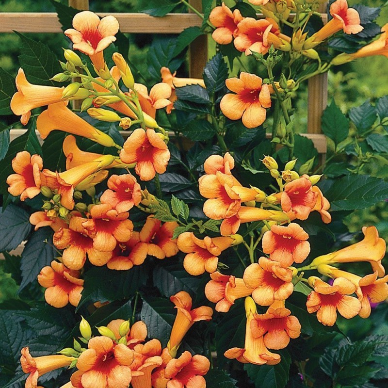 Campsis radicans ‘Judy’ – Trombitafolyondár 
