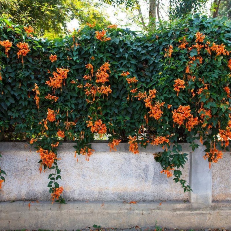 Campsis radicans ‘Judy’ – Trombitafolyondár 