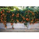 Campsis radicans ‘Judy’ – Trombitafolyondár 