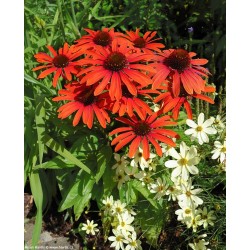 Echinacea ‘Julia’  - Kásvirag