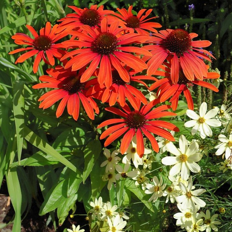 Echinacea ‘Julia’  - Kásvirag