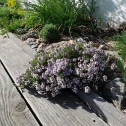 Thymus Duftkissen - Kakukkfű