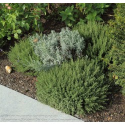 Thymus Duftkissen - Kakukkfű