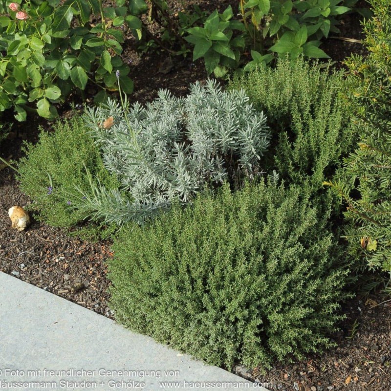 Thymus Duftkissen - Kakukkfű