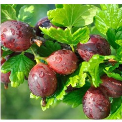 Kamieniar piros köszméte