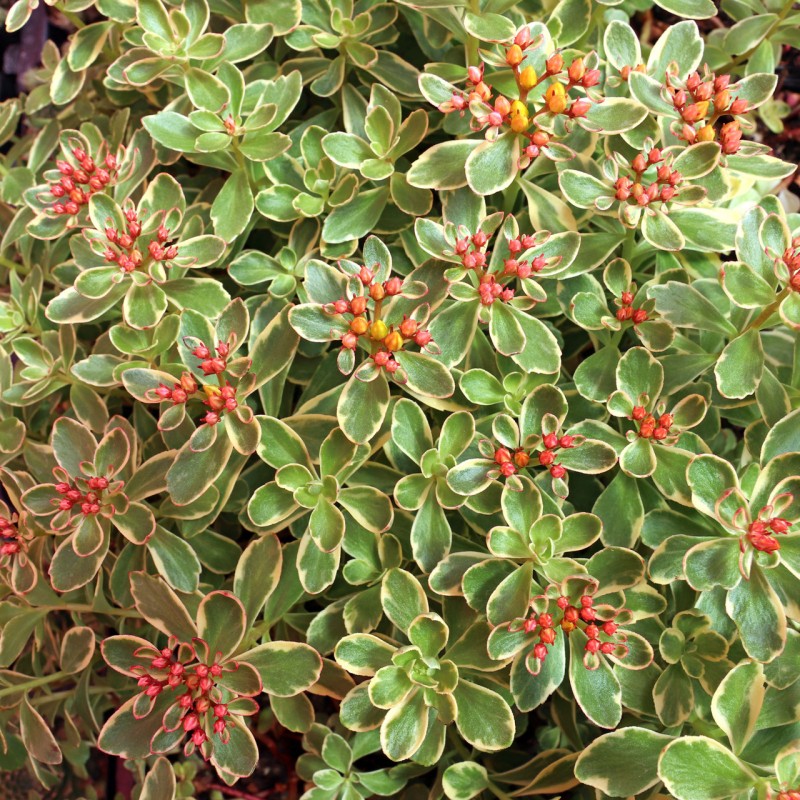 Sedum kamtschaticum ‘Variegatum’ – tarka varjúháj