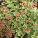 Sedum kamtschaticum ‘Variegatum’ – tarka varjúháj