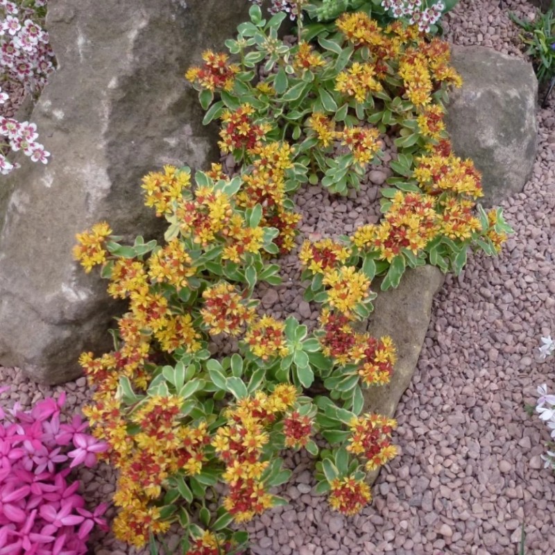 Sedum kamtschaticum ‘Variegatum’ – tarka varjúháj
