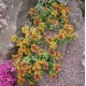 Sedum kamtschaticum ‘Variegatum’ – tarka varjúháj
